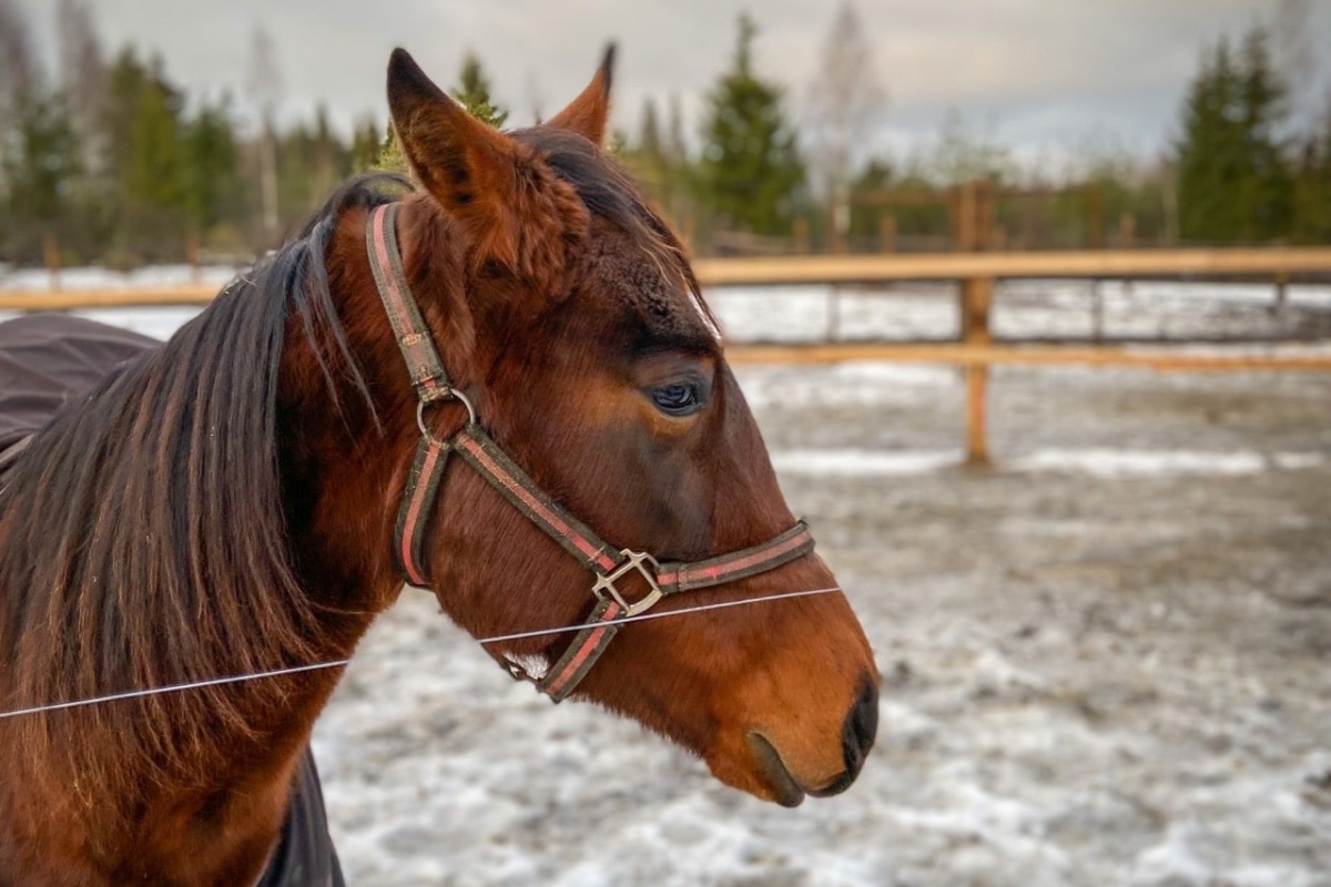 Finnish horse